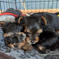 Yorkshire Terrier - Both