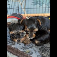 Yorkshire Terrier - Both