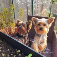 Yorkshire Terrier - Both