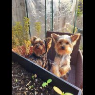 Yorkshire Terrier - Both