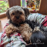 Yorkshire Terrier - Both