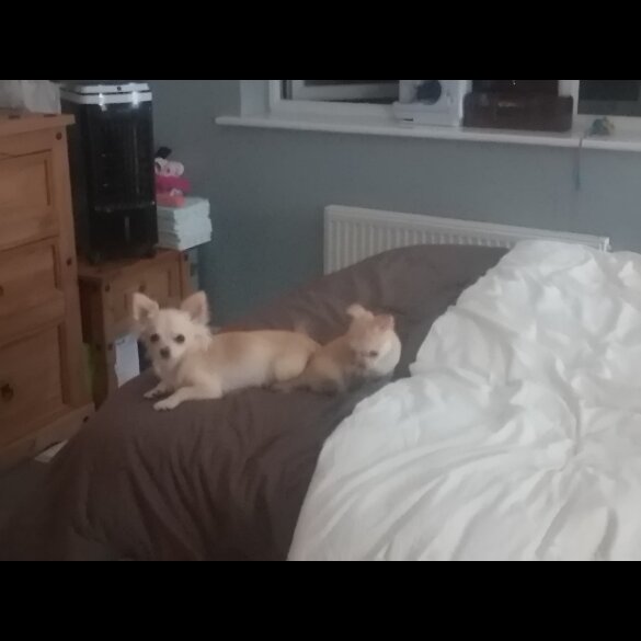 Chihuahua - Bitches