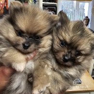 Pomeranian - Dogs