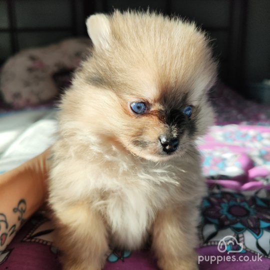 Pomeranian - Dogs