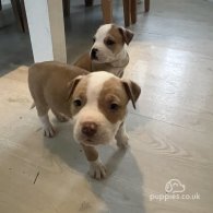 American Bulldog - Both