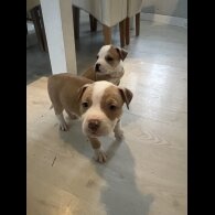 American Bulldog - Both