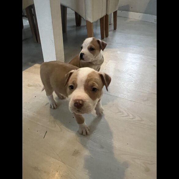 American Bulldog - Both