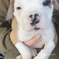 American Bulldog - Both