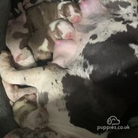 American Bulldog - Both