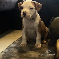 American Bulldog - Both