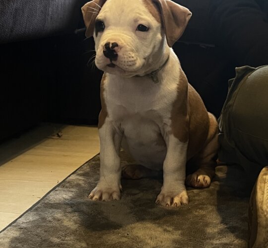 American Bulldog