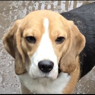 Beagle - Both