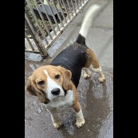 Beagle - Both