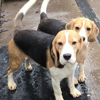 Beagle - Both