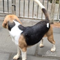 Beagle - Both