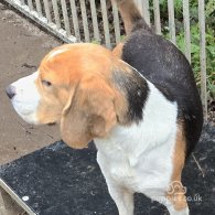 Beagle - Both