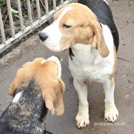 Beagle - Both