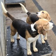 Beagle - Both