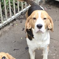 Beagle - Both