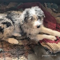 Bearded Collie - Both