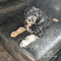 Bearded Collie - Both