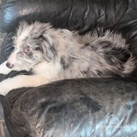 Bearded Collie - Both