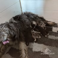 Bearded Collie - Both