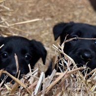 Mixed Breed - Both