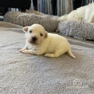 Coton De Tulear - Dogs