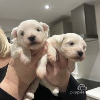 Coton De Tulear - Dogs