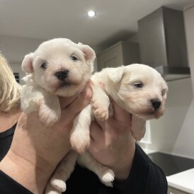 Coton De Tulear - Dogs