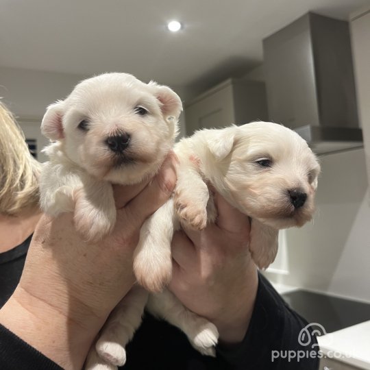 Coton De Tulear - Dogs