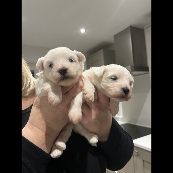 Coton De Tulear - Dogs