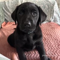 Labrador Retriever - Both