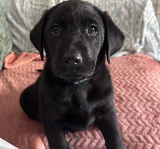 Labrador Retriever