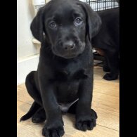 Labrador Retriever - Both