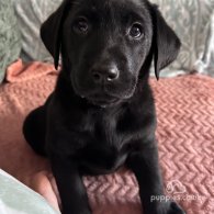 Labrador Retriever - Both