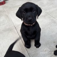 Labrador Retriever - Both