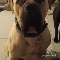 Boerboel - Both