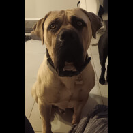 Boerboel - Both