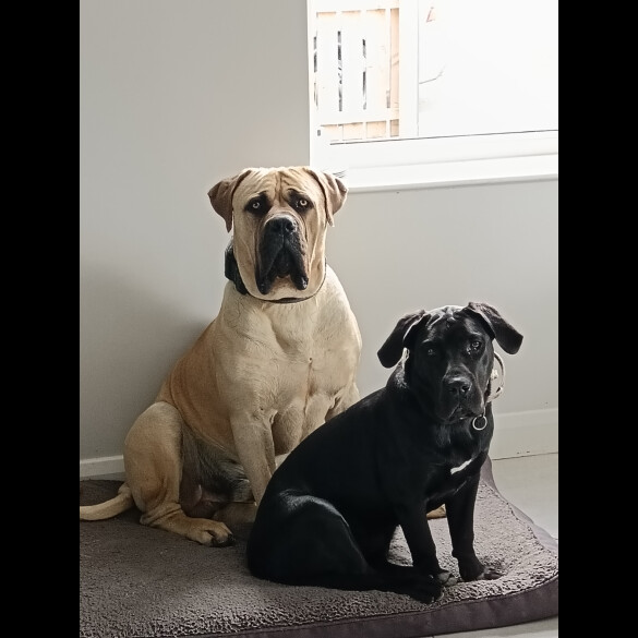 Boerboel - Both