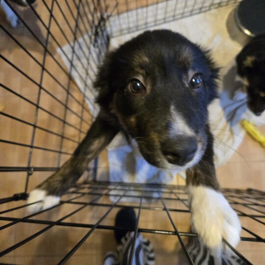 Border Collie - Both