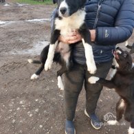 Border Collie - Dogs