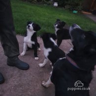 Border Collie - Dogs