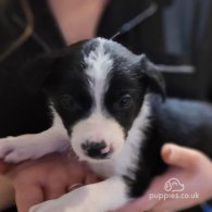 Border Collie - Both