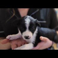 Border Collie - Both