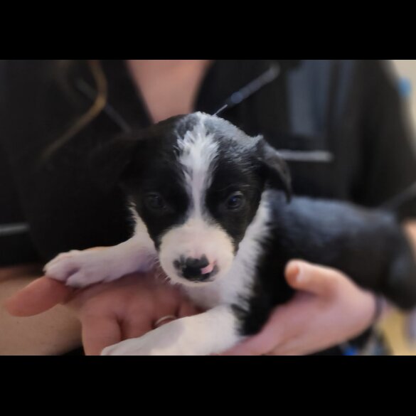 Border Collie - Both