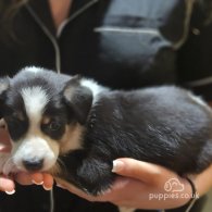 Border Collie - Both