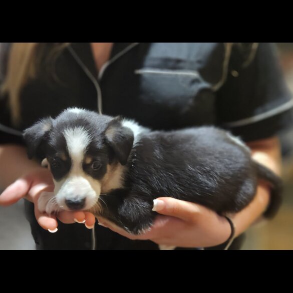 Border Collie - Both