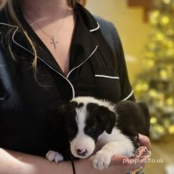 Border Collie - Both